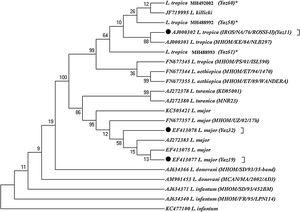 Maximum parsimony tree of the haplotypes of the ITS1-5.8SrRNA gene fragment for the isolates of L. major and L. tropica in humans of Yazd province with those submitted in GenBank using MEGA 5.05 software (details were shown in Table 1). *, Unique haplotypes; ⬤, Common haplotypes of Leishmania species identified in Abarkouh district, Central Iran; the standard reference strains of the World Health Organization are shown in the parenthesis.