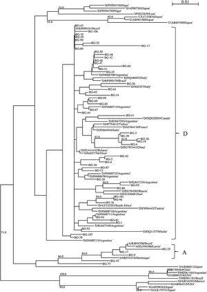 Phylogenetic tree of P gene fragment (359 bp) of 54 patients with hepatitis B infection in Bento Gonçalves city, Rio Grande do Sul State, 2010. The sequences evaluated in this study are represented by the acronym BG (Bento Gonçalves) followed by the identification number of the sample. Sequences obtained on GenBank are demonstrated by the genotype information followed by the sequence accession number. The numbers at each node correspond to bootstrap values (greater than 60%) obtained with 1000 replicates. The scale bar indicates the genetic distances.