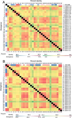 Comparison of homology between the Guizhou HRSV subgroup A isolates 3′ end of G gene nucleotide and amino acid sequences with that of the prototype strain A2 in colored heat map. A, comparison of nucleotide sequences homology of subgroup A; B, homology comparison of amino acid sequences of subgroup A. Red indicates the maximum identity, blue indicates the minimum identity, white indicates the middle value, green indicates the maximum divergence, red indicates the minimum divergence, yellow indicates the middle value.