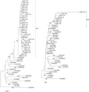 Phylogenetic trees of nucleotide sequences from the second variable region of the G gene of HRSV subgroup A (A) and subgroup B (B) isolates. Trees were generated by using the Neighbor-joining methods. Bootstrap values greater than 70 % are shown at the branch notes. The value represents the bootstrap probability. The genotypes obtained by isolates in this study are indicated by brackets on the right side. Reference sequences describing each genotype (ON1, NA1 to NA4, GA1 to GA7, SAA1, GB1 to GB4, SAB1 to SAB3, BA1 to BA10) were obtained from the Genbank database and included in the tree. Prototype strains (strain A2 for subgroup A and strain CH18537 for subgroup B) were used as the outgroup sequences.