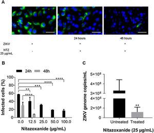 Antiviral effect of Nitazoxanide detected by immunofluorescence and RT-qPCR. Vero cell cultures were infected with ZIKV at a MOI of 1 and subsequently treated with 12.5, 25, 50 and 100 μg/mL of the drug for 24 h and 48 h. (A) The viral antigen (green) and the host cell nucleus (blue) detections were performed by immunofluorescence. (B) The graph represents the means ± standard deviations of the percentage of infected cells after 24 h and 48 h of treatment. (C) The supernatant from cultures treated with 25 μg/mL was collected 48 h after infection to quantify the viral load by the RT-qPCR assay. The graph represents the means ± standard deviations of the copies of the ZIKV genome/mL. Statistical significance was determined by a one-way ANOVA, followed by Dunnett’s multiple-comparisons test. **p < 0.0013, ***p = 0.0009, ****p < 0.0001. The data are representative of 3-5 experiments run in duplicate. Bars 50 µm.