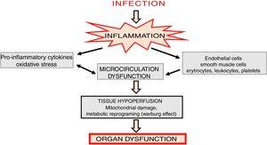 Microcirculation dysfunction and organ damage in sepsis.