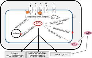 The generation of intra-mitochondrial ROS and its consequences for the functioning of mitochondria. ROS formed in mitochondria promote oxidative damage to mitochondrial proteins, membranes and mtDNA. These damages result in the outflow of cytochrome C into the cytosol and consequent increase in apoptosis. Increased permeability of inner mitochondrial membrane enables the transport of many different small molecules. Mitochondrial ROS affect signal transmission processes, which may alter some cell functions. mtDNA - mitochondrial DNA.