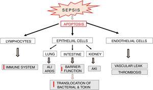 Apoptosis of various cells in sepsis and its consequences for organ functioning.