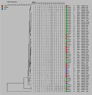 Dendrogram based on MLVA-16 assays for 54 isolates of Brucella melitensis and Brucella abortus. The columns represent the number of strains, geographical origin and bacterial sources.