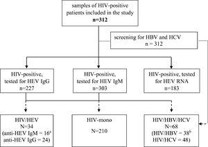 Flow diagram of the study and the differentiation of evaluated groups. HIV = human immunodeficiency virus; HBV = hepatitis B virus; HCV = hepatitis C virus; IgM = immunoglobulin M; IgG = immunoglobulin G; HIV mono = HIV mono-infected; HIV/HBV/HCV = HIV positive for HBV and/or HCV, but HEV negative; HIV/HEV = HIV positive for HEV. Legend: a The number is for anti-HEV IgM positive only or for anti-HEV IgG positive; b The number is for HIV/HBV co-infected or HIV/HCV co-infected.