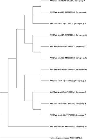 Phylogenetic relationships among Neisseria meningitidis isolates from adolescents in Cartagena, Colombia 2019.