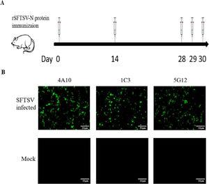 Preparation of monoclonal antibodies against rSFTSV-N protein. (A) BALB/C mice immune schedule. (B) Immunofluorescence analysis to verify the specificity of MAbs. SFTSV infected and mock Vero-E6 cells reacted with three MAbs and then detected by FITC labeled anti-mouse IgG and observed under an immunofluorescence microscope.
