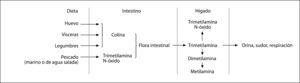 Trimetilaminuria: El Síndrome De Olor A Pescado | Endocrinología Y ...