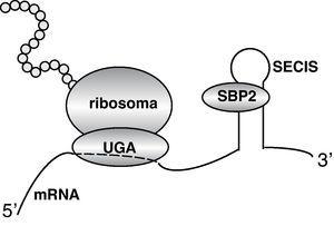 El mRNA de las desyodasas, y en general de todas las selenoproteínas, contienen un codón de terminación UGA que, normalmente no codifica por ningún aminoácido. Sin embargo, en el extremo 3’ del mRNA existe una secuencia denominada elemento SECIS que une la proteína SBP2. Esta proteína interacciona con proteínas del ribosoma haciendo que el codón terminador reconozca el aminoácido Se-cisteína, que se incorpora a la proteína.