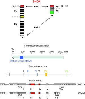 Chromosomal localization, genomic structure and cDNA forms (adapted from Marchini et al.19 and Blaschke and Rappold48). SHOX: short stature homeobox.