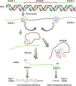 The Role Of The SHOX Gene In The Pathophysiology Of Turner Syndrome ...