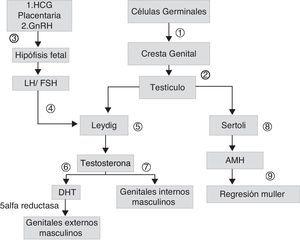Esquema de desarrollo sexual embrionario: las células germinales migran hacia las crestas genitales (1), forman los cordones sexuales primitivos dando origen a los testículos (2). Las células de Leydig, son estimuladas por la gonadotrofina coriónica (HCG) placentaria y, posteriormente, por hormona luteinizante (LH) (4), que depende de la hormona liberadora de gonadotrofinas (GnHRH) secretada por el hipotálamo fetal (3), que estimula la producción de gonadotrofinas. Estas estimulan la producción de andrógenos (7) y de hormona antimulleriana (AMH) (8), que permite la regresión de los conductos de Muller (9). La testosterona secretada inicialmente (7), permite el desarrollo de genitales internos masculinos. La conversión de testosterona a dehidrotestosterona (DHT) permite la formación de los genitales externos masculinos (6).