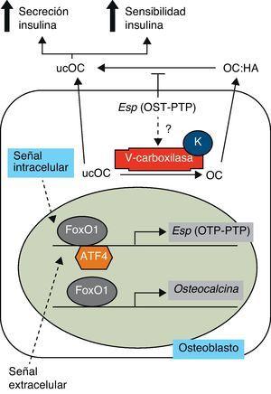 Síntesis y carboxilación de osteocalcina. Adaptada de Motyl et al.4. HA: hidroxiapatita; K: vitamina K; OC: osteocalcina; OTP-PTP: proteína tirosina fosfatasa osteotesticular; ucOC: osteocalcina infracarboxilada.
