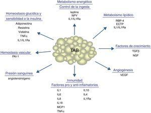 Procesos fisiológicos y metabólicos regulados por el TAB mediante la secreción de adipocinas.CETP: proteína transferidora de ésteres de colesterol; IL1: interleucina-1; IL1Ra: antagonista del receptor de la interleucina-1; IL4: interleucina-4; IL6: interleucina-6; IL8: interleucina-8; IL10: interleucina-10; IL18: interleucina-18; MCP-1: proteína quimioatrayente de monocitos-1; NGF: factor de crecimiento nervioso; NPY: neuropéptido Y; RBP-4: proteína ligadora de retinol-4; TGFβ: factor de crecimiento transformante β; TNFα: factor de necrosis tumoral alfa; VEGF: factor de crecimiento del endotelio vascular
