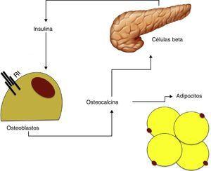 Relación entre secreción de insulina, metabolismo óseo y tejido adiposo. RI: receptor de insulina.