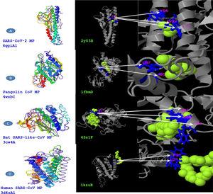 Structural divergence in M glycoprotein of four strains in PDB and the ligand binding sites residues in PBD, A: MP of SARS-CoV-2, B: MP of Pangolin CoV, C: MP of Bat SARS-like-CoV, D: MP of Human SARS-CoV.
