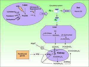 Metabolic pathways of vitamin D synthesis. DBP indicates vitamin D binding protein; 7-DHC, 7-dehydrocholesterol; pre-D3, previtamin D3; PTH: parathyroid hormone.