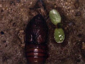 Chrysalis or nymph phase of Thaumetopoea pityocampa.