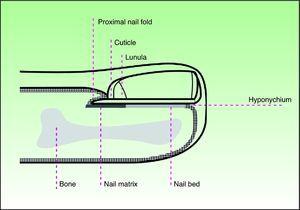 Diagram of the elements of the nail apparatus, lateral view.