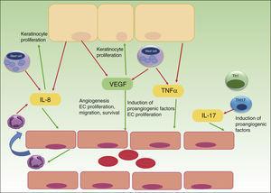 The role of angiogenesis in the pathogenesis of psoriasis. Keratinocytes, immune cells and endothelial cells activate and maintain the inflammatory skin condition of psoriasis by secretion of different pro-angiogenic factors and cytokines. VEGF, vascular endothelial growth factor; IL, interleukin; TNF, tumor necrosis factor; EC, endothelial cell; red arrows indicate secretion; green arrows indicate activation or attraction.