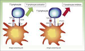 Diagram showing T lymphocyte activation. Activation of T lymphocyte after interaction between TCR and HLA and between costimulatory molecules B7 and CD28 (left). Inhibition of response following binding of CTLA-4 to B7 (right). TCR indicates T-cell receptor; CD28, cluster of differentiation 28; MHC, major histocompatibility complex; CTLA-4, cytoxic T-lymphocyte associated protein 4.