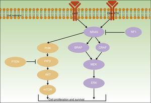 PI3K/AKT and RAS/MAPK pathways. RTK, receptor tyrosine-kinases. Source: adapted from Klinac et al.21 and Hernandez-Martin and Torrelo.22