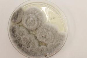 Fungal culture with white-grayish colonies that gradually take on a brownish color.