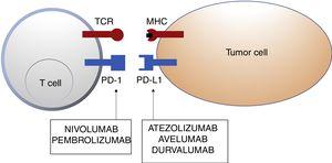 Schematic representation of T cell inhibition mediated by programmed cell death 1 protein ligand. Binding of programmed cell death 1 protein to its corresponding ligand inhibits the positive signal mediated by interaction between the T cell receptor and major histocompatibility complex. Nivolumab and pembrolizumab bind to PD-1. Atezolizumab, avelumab, and durvalumab bind to PD-L1. Abbreviations MHC: major histocompatibility complex; PD-1: programmed cell death 1 protein; PD-L1: programmed death ligand 1; TCR: T cell receptor.