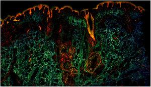 Fragment of healthy skin observed with a color fluorescence confocal microscope.