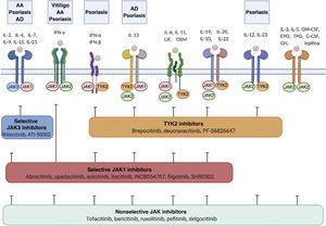 Cytokine receptors and selectivity of JAK inhibitors in dermatology. Various cytokine receptors bind to JAK proteins, which transduce the extracellular ligand signals within the cell. JAK inhibitors have different capacities for blocking cytokine receptor signaling: nonselective inhibitors inhibit many cytokines simultaneously, whereas more selective JAK inhibitors inhibit a specific biological function but enable signaling of other cytokines via JAK-dependent pathways. Figure generated with the assistance of Biorender.com. Abbreviations: AA indicates alopecia areata; AD, atopic dermatitis; EPO, erythropoietin; G-CSF, granulocyte colony-stimulating factor; GH, growth hormone; GM-CSF, granulocyte-macrophage colony-stimulating factor; IFN-α, interferon alfa; IFN-β, interferon beta; IFN-γ, interferon gamma; IL, interleukin; JAK, Janus kinase; LIF, leukemia inhibitory factor; OSM, oncostatin M; TYK, tyrosine kinase; TPO, thrombopoietin.