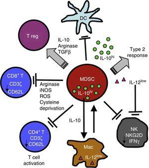 MDSCs use a variety of mechanisms to suppress the function of innate and adaptive immunity function of cells, including the release of ARG I and the reduction of TCR ζ in CD4, CD8 and NK T cells. For a more detailed explanation, see the text.