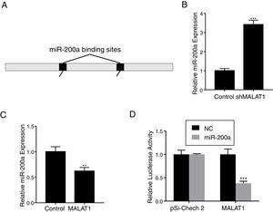 LncRNA MALAT1 functions as a miR-200a sponge in lung cancer. (A) Schematic miR-200a putative target sites in MALAT1. (B) The mRNA levels of miR-200a in A549 cells transfected with MALAT1 shRNA were determined by qPCR. (C) The mRNA levels of miR-200a in A549 cells transfected with MALAT1 expression plasmid were determined by qPCR. (D) Luciferase reporter assay of pSi-check2 plasmid contains MALAT1 and transfected with miR-200a or NC. ** P < .01; *** P < .001.