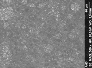 SEM micrograph of amalgam specimen of control group (500×).