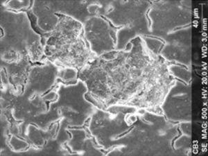 SEM micrograph of composite specimen exposed to 10% carbamide peroxide (500×).
