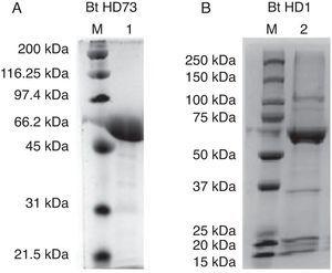 Reference strains protein profiles. A) Bacillus thuringiensis kurstaki HD73 protein profile (15% SDS-PAGE gel). Lane 1 was loaded with 9.6μg of protein. B) Bacillus thuringiensis kurstaki HD1 protein profile (10% SDS-PAGE gel). Lane 2 was loaded with 11.1μg of protein.