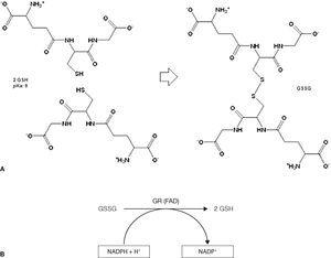 (a) Oxidación del GSH para formar GSSG y (b) reducción del GSSG mediante la glutatión reductasa (GR).