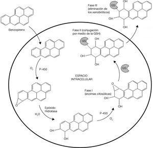 Mecanismo de acción del GSH en la eliminación del benzopireno (modificado de Sheehan, 2001)8.