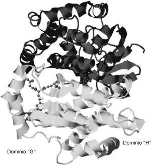 Estructura dimérica de la GST A1-1 (Protein Data Bank) indicando los dominios G y H, respectivamente17.