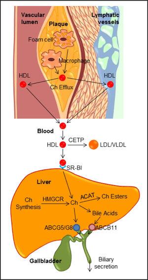 Cholesterol and Lipoprotein Metabolism and Atherosclerosis: Recent ...