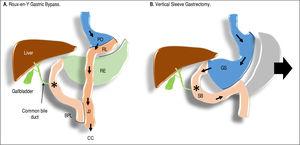 Cross-Talk Between Bile Acids and Gastro-Intestinal and Thermogenic ...