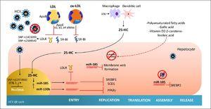 Effect of cholesterol derivatives and diet in HCV life cycle. The cholesterol and cholesterol derivatives inhibit key specific steps required by HCV entry, replication and assembly. In addition, polyunsaturated fatty acids and vitamin D, β-carotene and linoleic acid interaction inhibit HCV replication. HCV: hepatitis C virus. 25-HC: 25-hydroxycholesterol. LDLR: low density-lipoprotein receptor. miR-185: microRNA 185. miR-130b: microRNA 130b. ApoE: apolipoprotein E. ApoB: apolipoprotein B. ox-LDL: Oxidized-low density-lipoproten. SCD1: stearoyl coenzyme A desaturase 1. SREBP1: sterol regulatory element-binding protein 1. SREBP2: sterol regulatory element-binding protein 2. SR-B1: Scavenger receptor class B type 1.