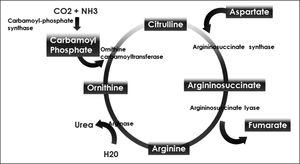 ciclo de la Urea.