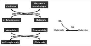 LOLA potencia la acción de las transaminasas de ornitina y aspartato en el cerebro y los tejidos periféricos para producir glutamato, que promueve la síntesis de Gln por GS.