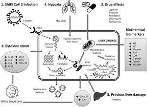 Proposed mechanisms of liver pathogenicity of SARS-CoV-2 in infected cells.