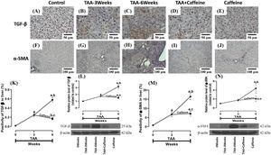 Caffeine maintains the basal levels of TGF-β and α-SMA in rats with TAA-induced cirrhosis. Representative immunohistochemical images of TGF-β in control (A), TAA-3-week-treated (B), TAA-6-week-treated (C), TAA + caffeine-treated (D), and caffeine-treated (E) rats are shown; scale bar = 50 μm. Representative immunohistochemical images of α-SMA in Control (F), TAA-3-Week-treated (G), TAA-6-Week-treated (H), TAA + Caffeine-treated (I), and Caffeine-treated (J) rats are shown, scale bar = 100 μm. The positive area of TGF-β is shown (K) (n = 3). The protein level of TGF-β in liver tissue samples was determined by western blot analysis (L) (n = 3), and β-actin was used as a control. The positive area of α-SMA is shown (M) (n = 3). The protein level of α-SMA in liver tissue samples was determined by western blot analysis (N) (n = 3), and β-actin was used as a control. The values are presented as fold increases in optical density values normalized to the values of the control group (control = 1). Each bar represents the mean value ± SE. (a) P < 0.05 compared with the control group; (b) P < 0.05 compared with the TAA-3-Week group; (c) P < 0.05 compared with the TAA-6-Week group.