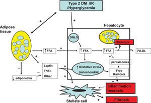 Pathophysiology of NAFLD. Insulin resistance (IR) and obesity are the most important elements involved in the pathophysiology of NAFLD. They synergistically operate to induce hepatic steatosis (HS) initiating the lipotoxicity process. This results in mitochondrial oxidative stress giving rise to free radicals and peroxisomes generation inducing process of ballooning cell degeneration and necrosis and inflammation enhanced by inflammation mediators and adipokines. The inflammation process stimulates stellate cells to produce collagen and extracellular matrix favoring progression to liver cirrhosis.