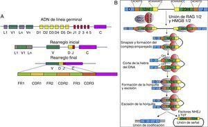 A) Reordenamiento de los segmentos génicos de la cadena original del gen de las cadenas pesadas de la inmunoglobulina. El rearreglo inicial logra la reunión de los segmentos D-J y el rearreglo final la de los segmentos V-D-J. El rearreglo final está conformado por secuencias constantes denominadas marcos (FR) y secuencias variables denominadas regiones determinantes de complementariedad (CDR). B) Mecanismo molecular de recombinación de las regiones V-D-J. Las proteínas RAG1/2 (óvalos morados) junto con las proteínas HMGB1/2 (óvalos rojos) se unen a la secuencia de heptámeros y nonámeros; las proteínas HMGB1/2 le confieren flexibilidad al ADN y las proteínas RAG1/2 cortan una sola hebra del ADN generando un extremo 3’OH libre, el cual se une covalentemente al enlace fosfodiéster de la cadena opuesta, formando una horquilla en el extremo de codificación y una señal 5’ fosforilada; los extremos permanecen asociados al complejo proteico denominado complejo de postescisión. Finalmente, los extremos en horquilla se procesan con ayuda del complejo formado por la proteína de «unión final no homologa» (NHEJ) y la deoxinucleotil transferasa terminal (TdT) para crear el rearreglo inicial de la inmunoglobulina43,44.