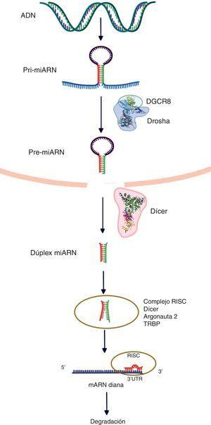 El procesamiento del microARN del núcleo al citoplasma y su subsecuente unión al ARNm diana en la región 3’UTR conduce a la represión de sus genes diana.