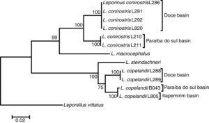 Neighbour-joining (NJ) tree obtained by COI gene analysis using K2p in Mega 6.0. The number in node corresponds to bootstrap value. Leporinus macrocephalus, L. steindachneri and Leporellus vittatus are outgroups.